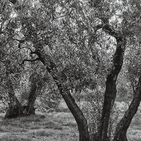 Podere Le Cortine Holiday home Ravi