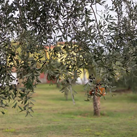 Podere Le Cortine Holiday home
